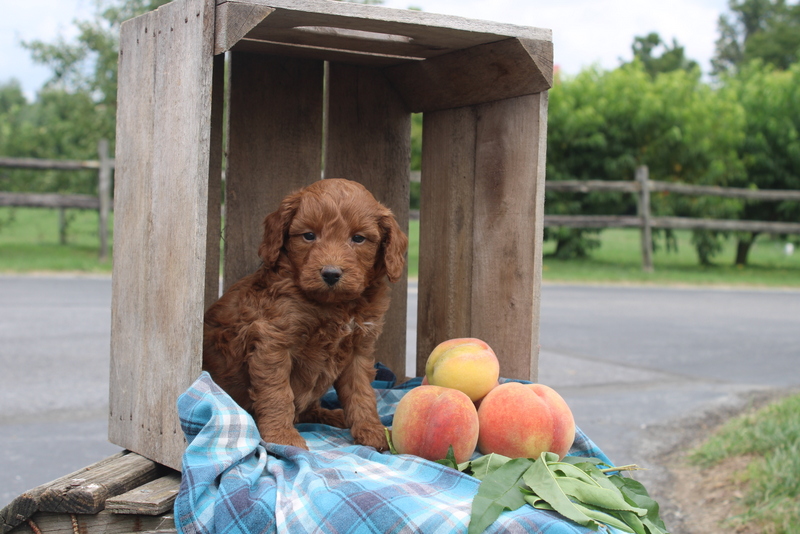 puppy, for, sale, Mini Goldendoodle F2, Matthew B. Stoltzfus, dog, breeder, Gap, PA, dog-breeder, puppy-for-sale, forsale, nearby, find, puppyfind, locator, puppylocator, aca